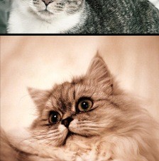 NAVER、画像検索iPhoneアプリ「NAVER画像検索App」無料公開 独自機能も搭載