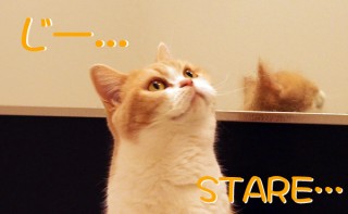 「怒ってなどいない!! 」怒り顔の猫・小雪 フォトコラム Day 11