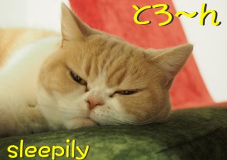 「怒ってなどいない!! 」怒り顔の猫・小雪 フォトコラム Day 12