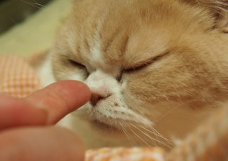 「怒ってなどいない!! 」怒り顔の猫・小雪 フォトコラム Day 13