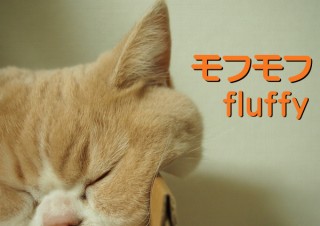 「怒ってなどいない!! 」怒り顔の猫・小雪 フォトコラム Day 14