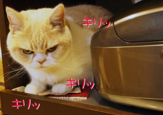 「怒ってなどいない!! 」怒り顔の猫・小雪 フォトコラム Day 15