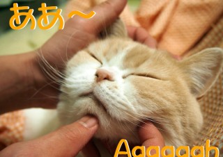 「怒ってなどいない!! 」怒り顔の猫・小雪 フォトコラム Day 16