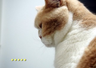 「怒ってなどいない!! 」怒り顔の猫・小雪 フォトコラム Day 17