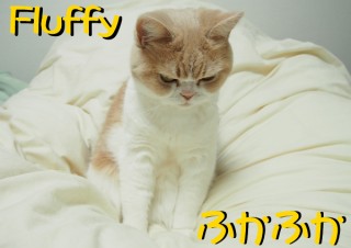 「怒ってなどいない!! 」怒り顔の猫・小雪 フォトコラム Day 18