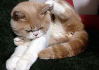 「怒ってなどいない!! 」怒り顔の猫・小雪 フォトコラム Day 19