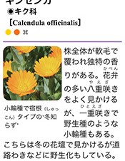 ロゴヴィスタ、iPhoneアプリ「散歩で見かける四季の花」