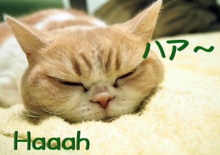 「怒ってなどいない!! 」怒り顔の猫・小雪 フォトコラム Day 20