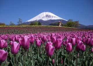 静岡県／「天空のチューリップ祭り」コンテスト2種