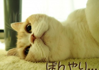 「怒ってなどいない!! 」怒り顔の猫・小雪 フォトコラム Day 21