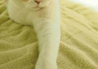 「怒ってなどいない!! 」怒り顔の猫・小雪 フォトコラム Day 22