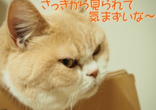 「怒ってなどいない!! 」怒り顔の猫・小雪 フォトコラム Day 23