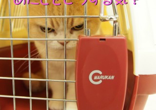 「怒ってなどいない!! 」怒り顔の猫・小雪 フォトコラム Day 24