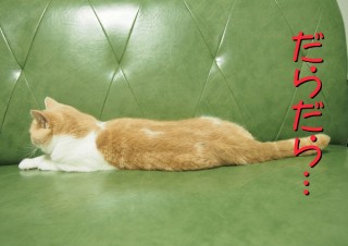 「怒ってなどいない!! 」怒り顔の猫・小雪 フォトコラム Day 25