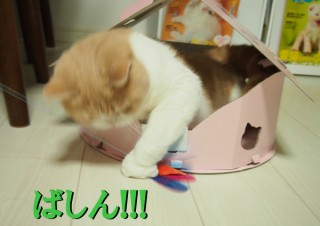 「怒ってなどいない!! 」怒り顔の猫・小雪 フォトコラム Day 26