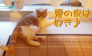 「怒ってなどいない!! 」怒り顔の猫・小雪 フォトコラム Day 27