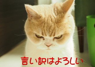 「怒ってなどいない!! 」怒り顔の猫・小雪 フォトコラム Day 28