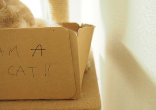 「怒ってなどいない!! 」怒り顔の猫・小雪 フォトコラム Day 29