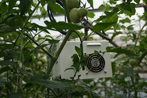 NEC、小松市のトマト農家に農業ICTクラウドサービス提供