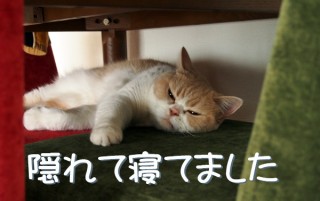 「怒ってなどいない!! 」怒り顔の猫・小雪 フォトコラム Day 30