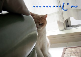 「怒ってなどいない!! 」怒り顔の猫・小雪 フォトコラム Day 31