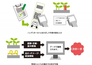 食・農クラウド「Akisai」植物工場向け生育管理システム強化