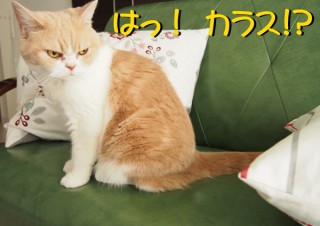 「怒ってなどいない!! 」怒り顔の猫・小雪 フォトコラム Day 32