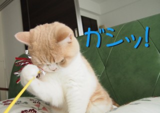 「怒ってなどいない!! 」怒り顔の猫・小雪 フォトコラム Day 33