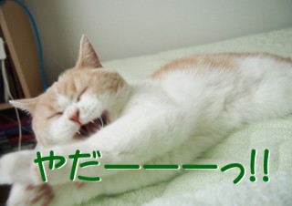 「怒ってなどいない!! 」怒り顔の猫・小雪 フォトコラム Day 34