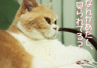 「怒ってなどいない!! 」怒り顔の猫・小雪 フォトコラム Day 35