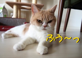 「怒ってなどいない!! 」怒り顔の猫・小雪 フォトコラム Day 36