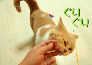 「怒ってなどいない!! 」怒り顔の猫・小雪 フォトコラム Day 37