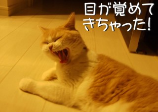 「怒ってなどいない!! 」怒り顔の猫・小雪 フォトコラム Day 38