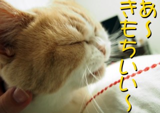 「怒ってなどいない!! 」怒り顔の猫・小雪 フォトコラム Day 39