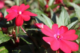 静岡県・「富士山の裾野 天空の花畑」お花の撮り方教室