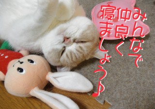 「怒ってなどいない!! 」怒り顔の猫・小雪 フォトコラム Day 40