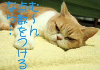 「怒ってなどいない!! 」怒り顔の猫・小雪 フォトコラム Day 41