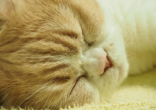 「怒ってなどいない!! 」怒り顔の猫・小雪 フォトコラム Day 42