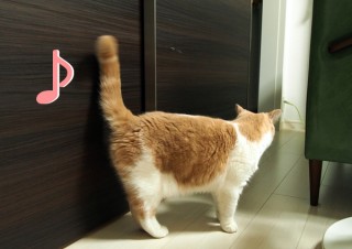 「怒ってなどいない!! 」怒り顔の猫・小雪 フォトコラム Day 43