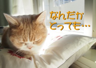 「怒ってなどいない!! 」怒り顔の猫・小雪 フォトコラム Day 45