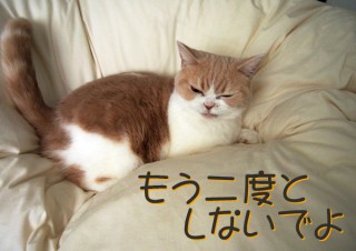 「怒ってなどいない!! 」怒り顔の猫・小雪 フォトコラム Day 46