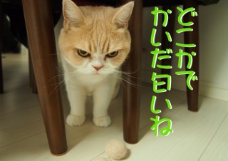 「怒ってなどいない!! 」怒り顔の猫・小雪 フォトコラム Day 47