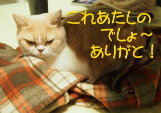 「怒ってなどいない!! 」怒り顔の猫・小雪 フォトコラム Day 48