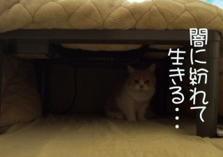 「怒ってなどいない!! 」怒り顔の猫・小雪 フォトコラム Day 49