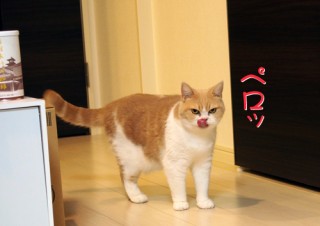 「怒ってなどいない!! 」怒り顔の猫・小雪 フォトコラム Day 50