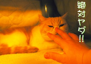 「怒ってなどいない!! 」怒り顔の猫・小雪 フォトコラム Day 51