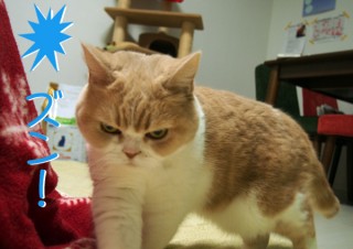 「怒ってなどいない!! 」怒り顔の猫・小雪 フォトコラム Day 52