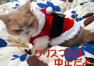 「怒ってなどいない!! 」怒り顔の猫・小雪 フォトコラム Day 53