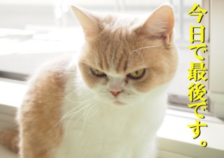 「怒ってなどいない!! 」怒り顔の猫・小雪 フォトコラム Day 54