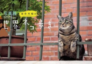 大阪府・写真展「岩合光昭の世界ネコ歩き」